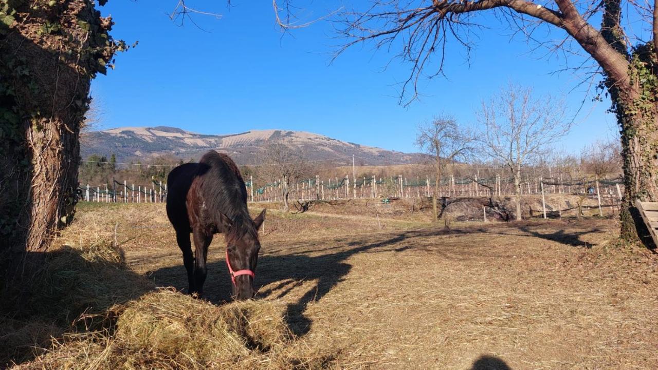 La Caneveta Al Piave Βίλα Valdobbiadene Εξωτερικό φωτογραφία